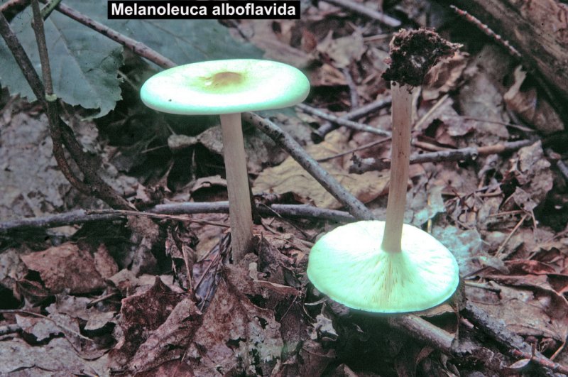 Melanoleuca alboflavida_ 01 PK.jpg
