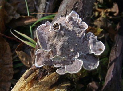 Pink Pore Surface of Bubble Gum Fungus 1070113.JPG
