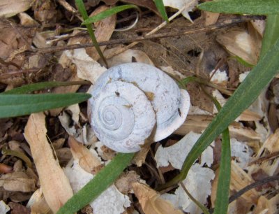 Snail shell 8273.jpg