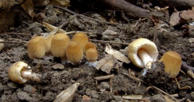 Coprinus micaceus (Mica cap) 8345.jpg