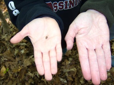 Smallest Morchella esculenta0015.jpg