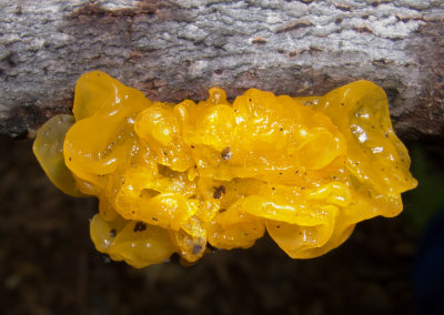 Tremella mesenterica 6836.jpg