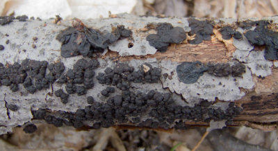Exidia glandulosa & Hypoxylon fragiforme 8269.jpg
