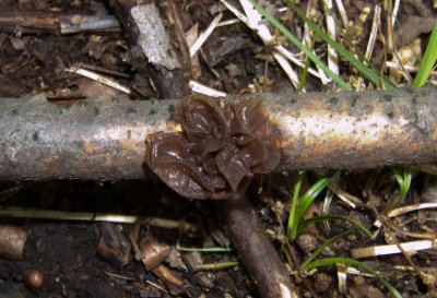 Exidia recisa 6847.jpg