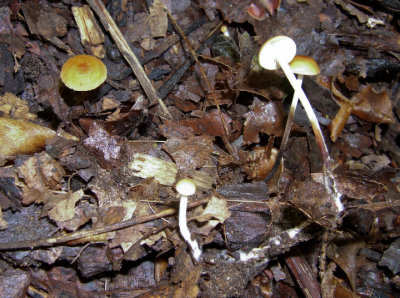Eli's discovery: Marasmius pyrrhocephalus 0076.jpg
