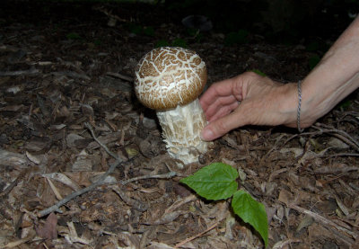 Stropharia rugosoannulata 8070.jpg