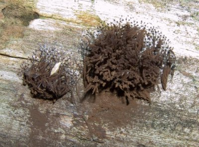 Stemonitis axifera 8057.jpg