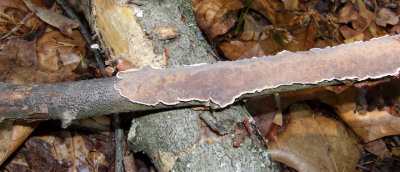 Crust fungus 8087.jpg