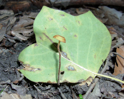 Marasmius pyrrhocephalus 8129.jpg