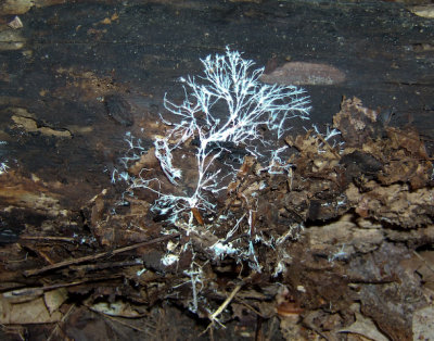 Mycelium 8145.jpg