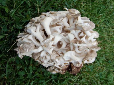 Polyporus umbellatus (also called - Dendopolyporus umbellatus & Grifola umbellatus) 8120.jpg