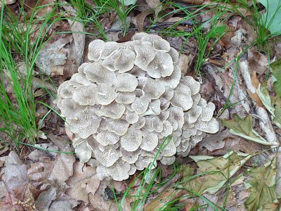 Polyporus umbellatus: Bedford Audubon Bylane 11.jpg