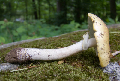 Amanita sp. 8393.jpg