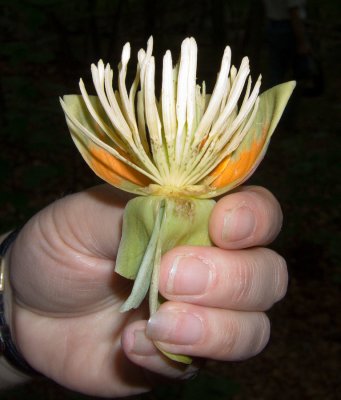 Lisa's Tulip Tree Flower 8435.jpg