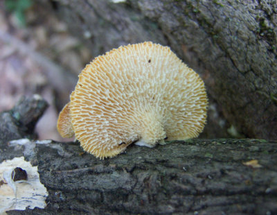 Polyporus arcularius8414.jpg