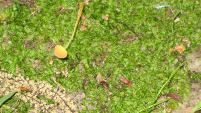 Rickenella fibula on moss.jpg