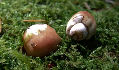 Russula sp. - somewhat bitter taste 8638.jpg