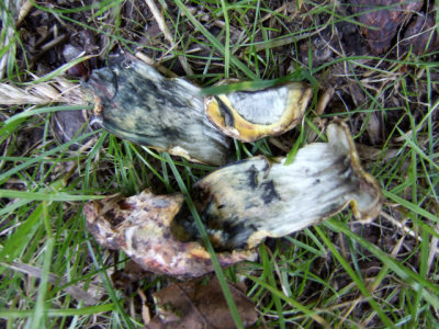 Bolete sp. 8660.jpg