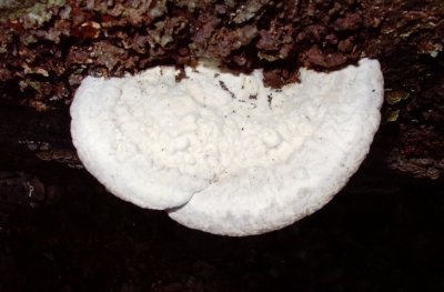 Trametes elegans 0261.jpg