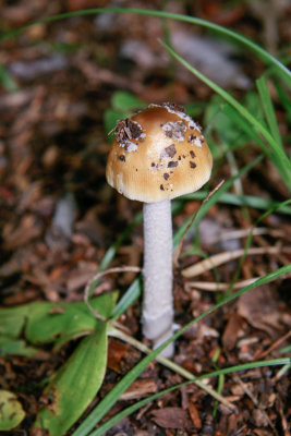 Amanita ceciliae 9813.jpg