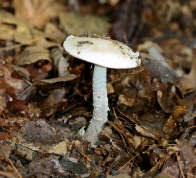 Amanita volvata 9845.jpg