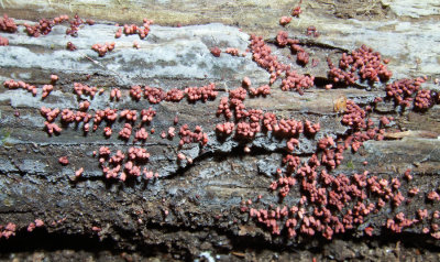 Arcyria denudata (a myxomycete = slime mold)  8948.jpg