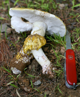 Amanita flavorubens (Amanita flavorubescens) 9987.jpg