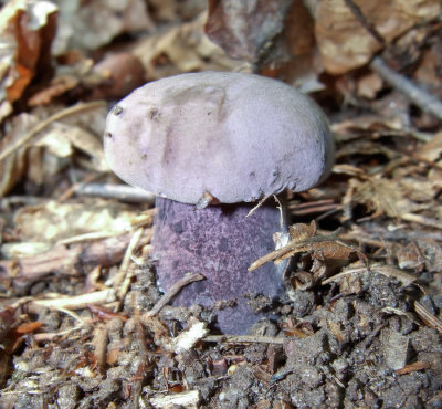 Tylopilus plumbeoviolaceus 9022.jpg