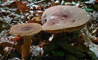 Lactarius sp. and Lactarius corrugatus 116.jpg