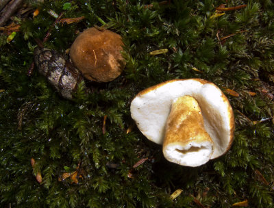 Gyroporus casteneus - note hollow stipe and fine white pores 0569.jpg