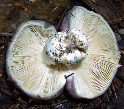 Russula variata - Note the forked gills characteristic of this species. 0550.jpg