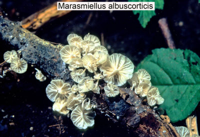 Marasmiellus albuscorticis_ 202 PK.jpg