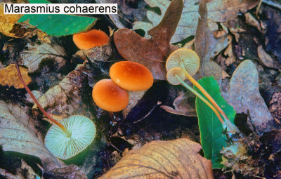 Marasmius cohaerens_ 201 PK.jpg