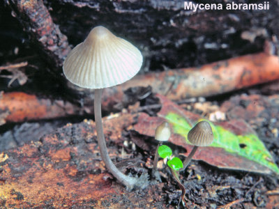 Mycena abramsii_ 01 PK.jpg