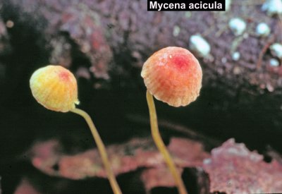 Mycena acicula_ 01 PK.jpg