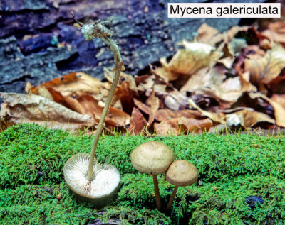 Mycena galericulata_ 201 PK.jpg