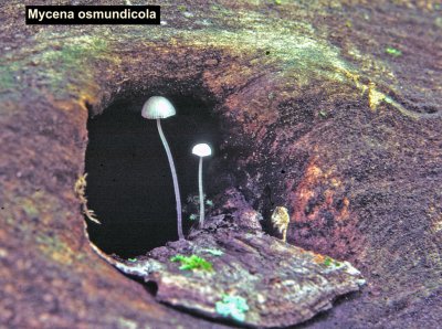 Mycena osmundicola_ 01 PK.jpg