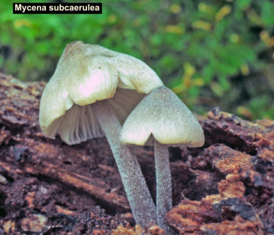 Mycena subcaerulea_ 01 PK.jpg