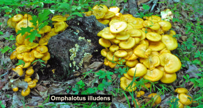 Omphalotus illudens_ 03 PK.jpg