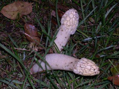 HMMMM.... What's this? Morchella esculenta or Phallus impudicus? 0739.JPG