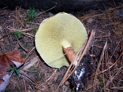 Suillus cavipes0789.jpg