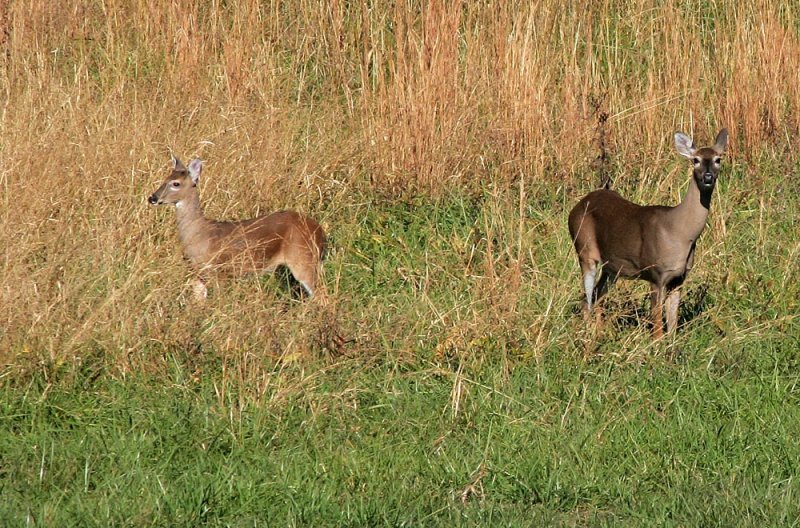 Doe and Yearling