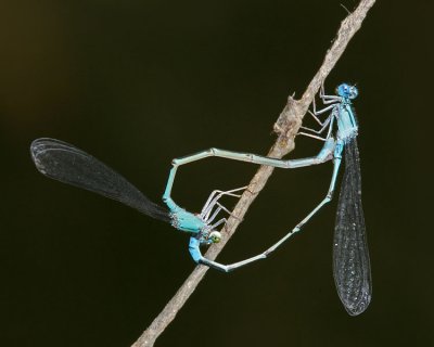 Damselflies Mating (2007)