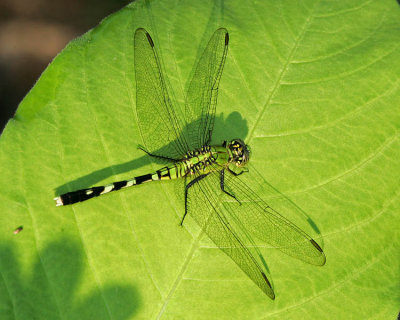 Eastern Pondhawk (female)