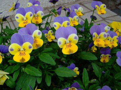 2007May3 048.jpg