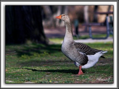 Goose