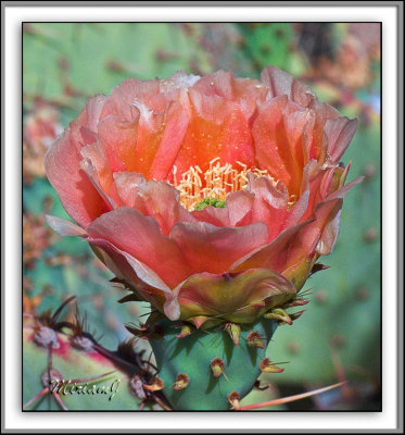 Cactus Flower