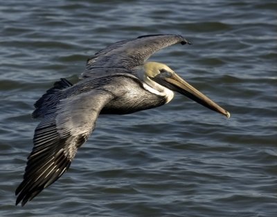 Flyin' low / Brown Pelican