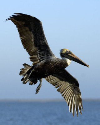 Fly-by / Brown Pelican