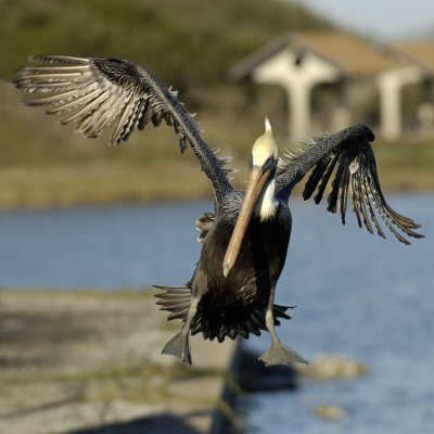 Careful Landing / Brown Pelican